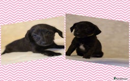 Mixed Breed dogs for sale: Italianpoos - Advert 7