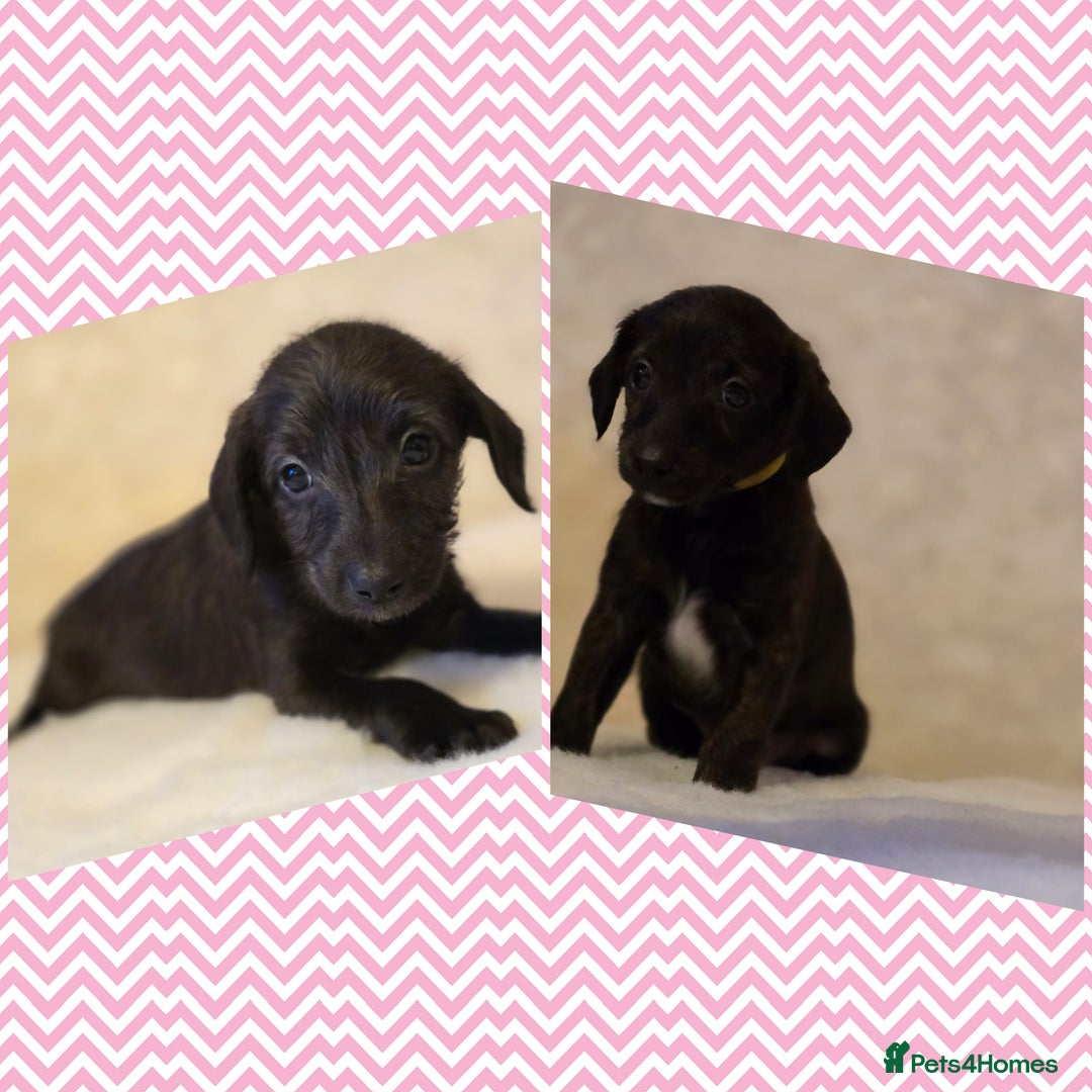 Mixed Breed dogs for sale: Italianpoos - Advert 7