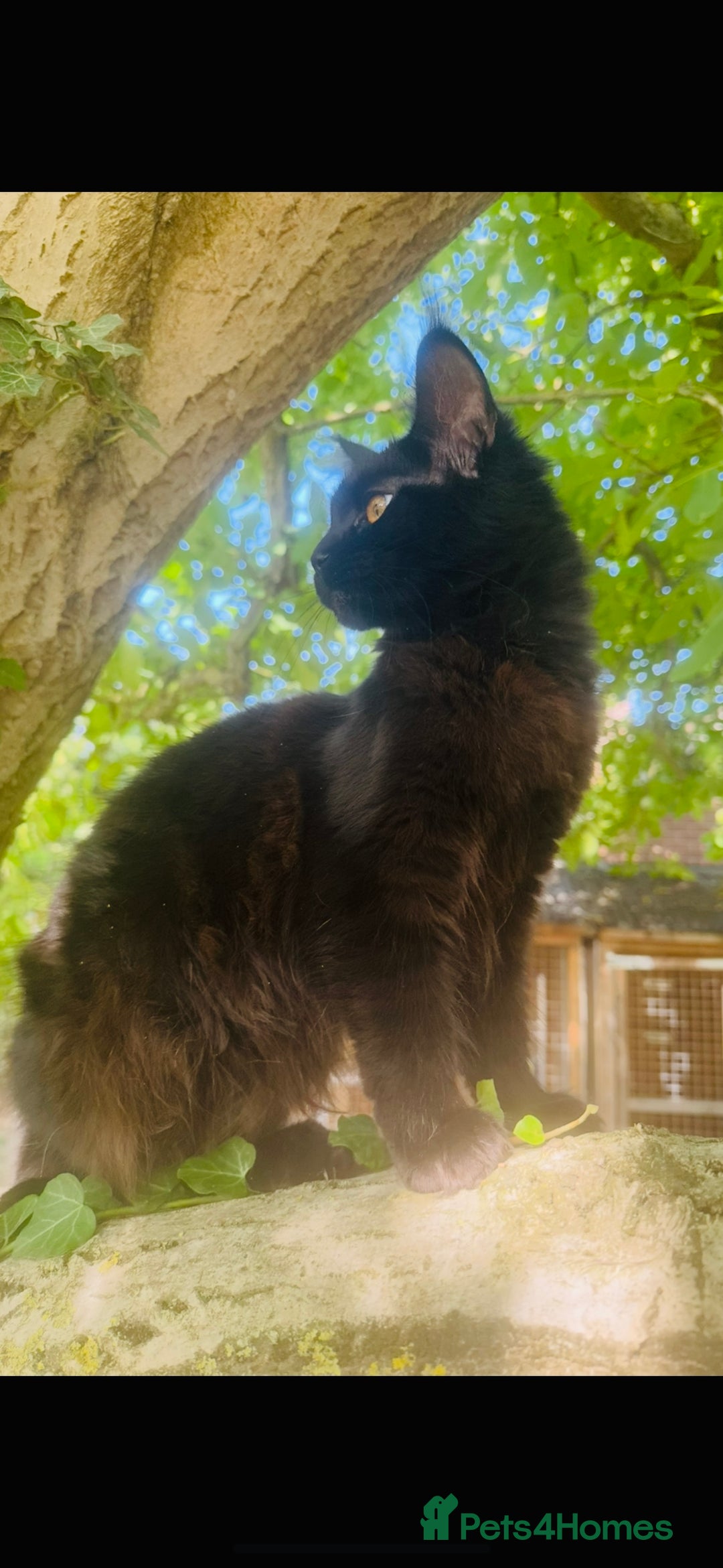 Maine Coon cats for sale: Stunning Pure Breed Maine Coon Kittens in Norwich - Image 12