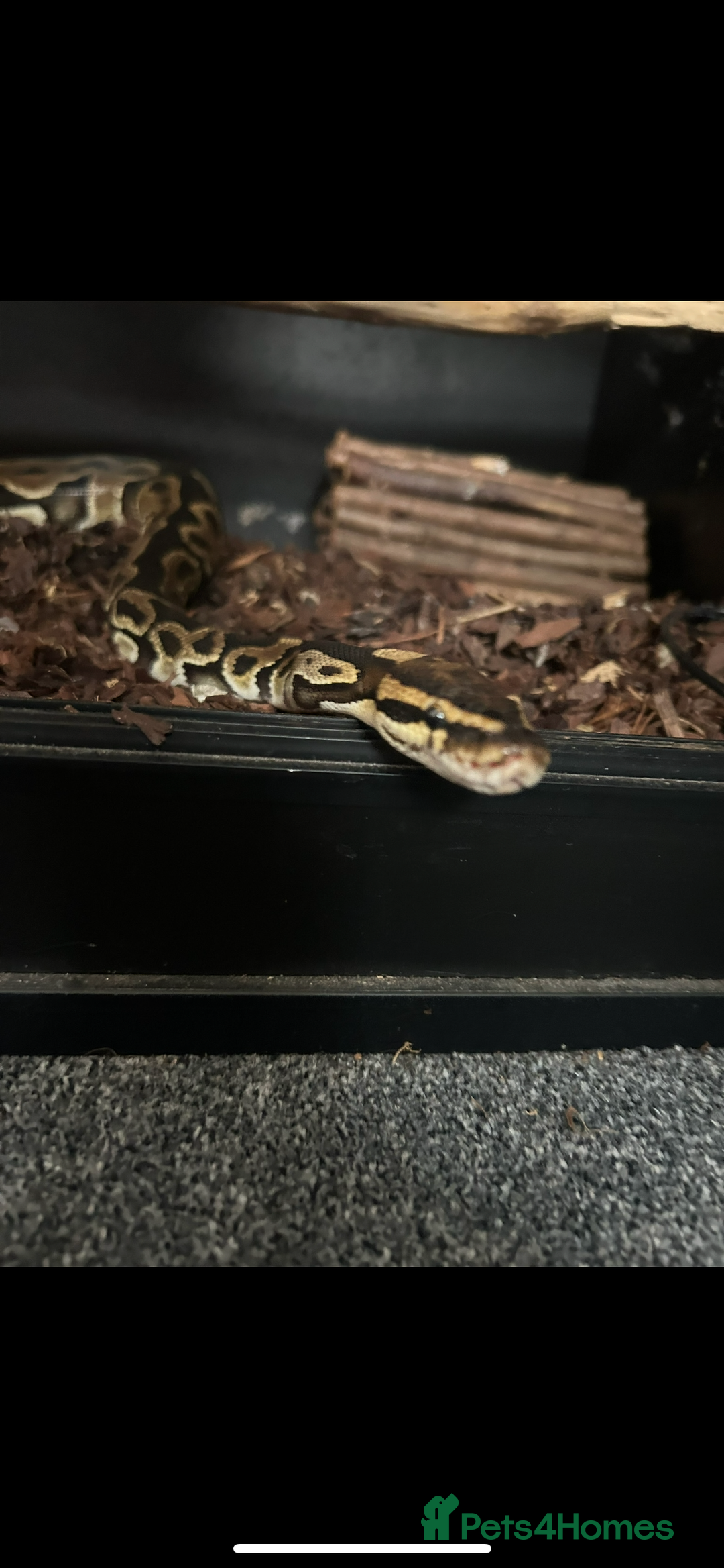 Python Snake reptiles for sale: Leopard python for sale, collection only - Advert 5
