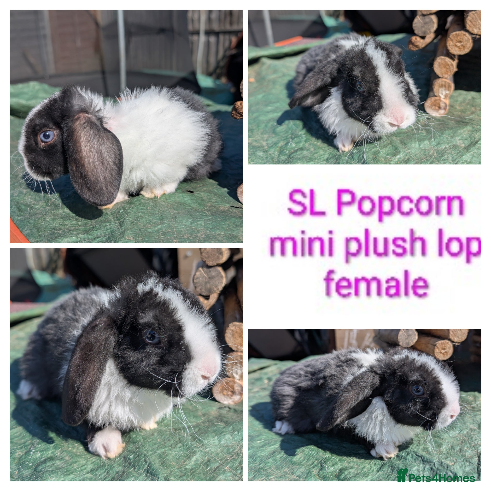 Mini Lion Lop rabbits Minilops and plush lops - Advert 13