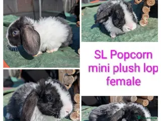 Mini Lion Lop rabbits Minilops and plush lops - Advert 18