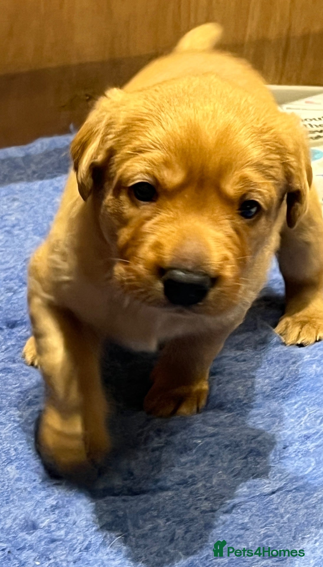 Labrador Retriever dogs KC registered fox red Labrador puppy  - Advert 2