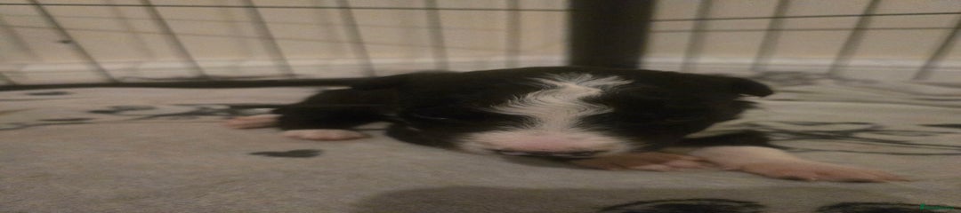 Border Collie Puppy 3