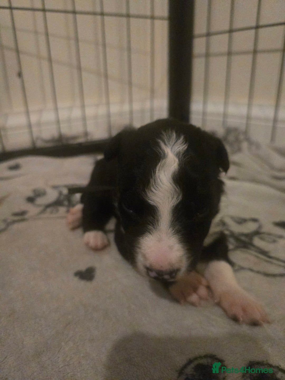 Border Collie dogs for sale: bored collie puppies  - Image 10