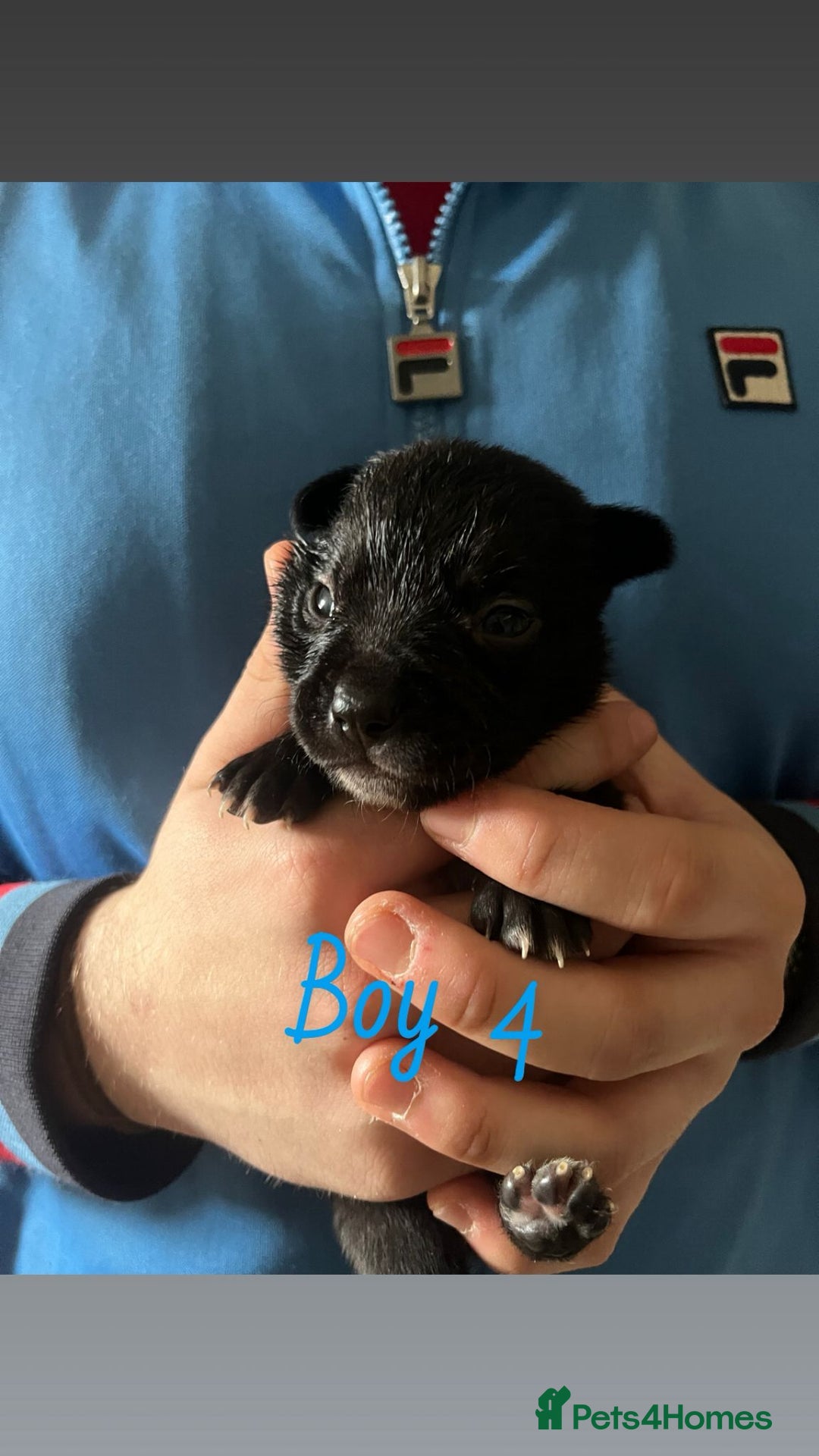 Mixed Breed dogs for sale: Beautiful French Bulldog x Border Collie Puppies - Image 8