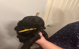 Cocker Spaniel dogs for sale: Working cocker spaniel 1 girls left  - Image 3