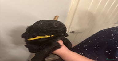 Cocker Spaniel dogs - Advert 1