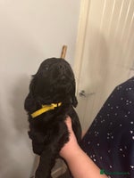 Cocker Spaniel dogs - Advert 1