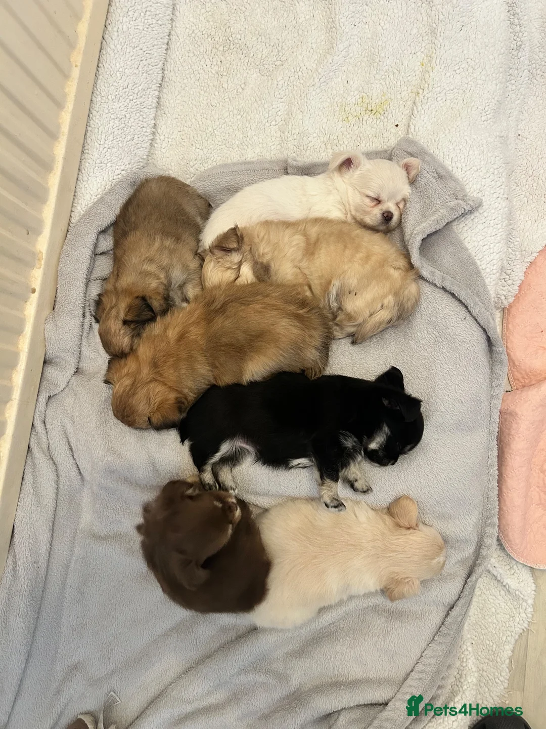 Chihuahua dogs for sale: KC LONG COAT CHIHUAHUAS - Advert 34