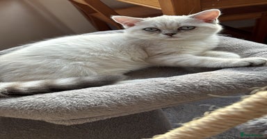 British Shorthair cats - Advert 6