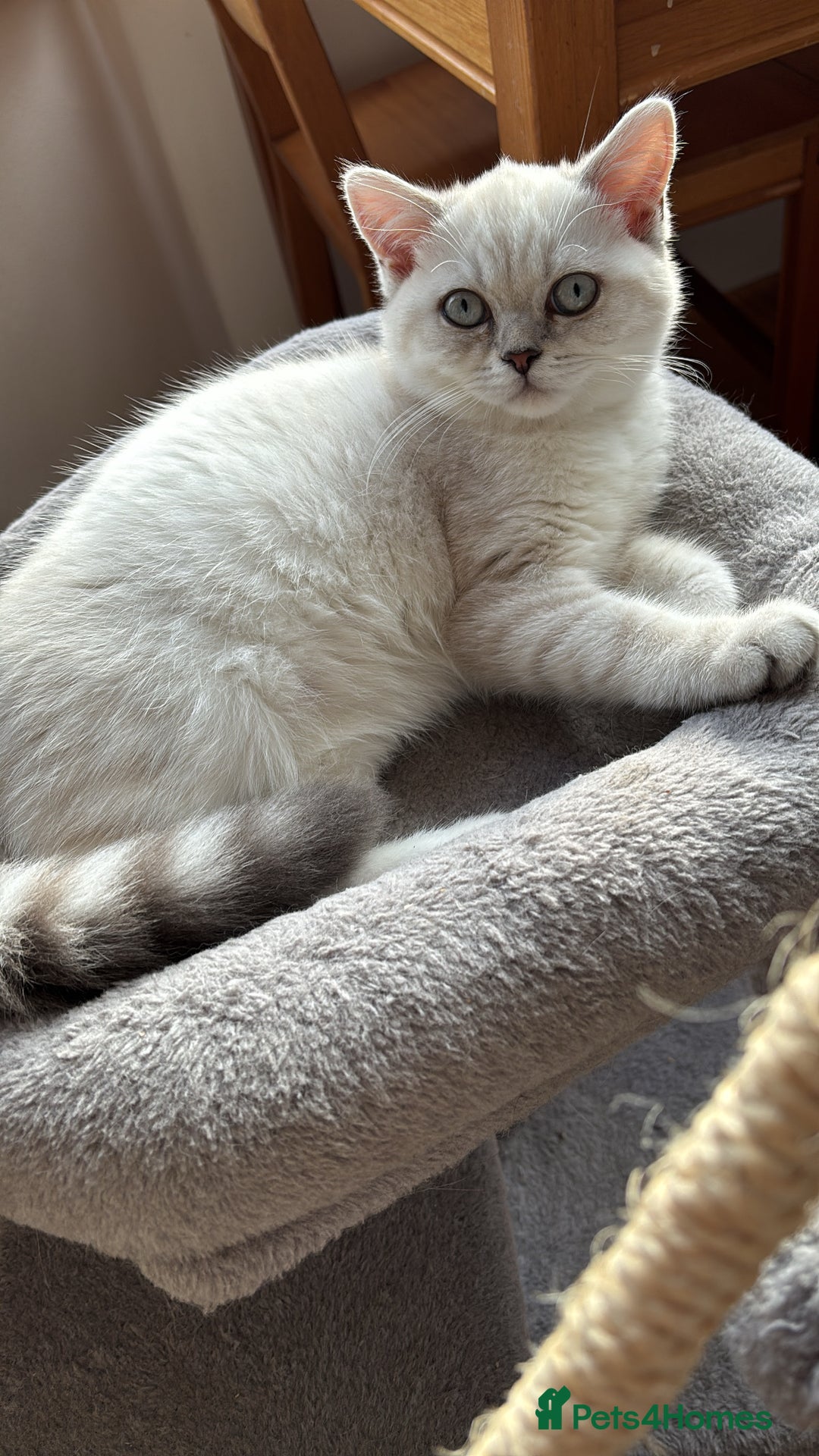 British Shorthair cats for sale: Silver shaded British Shorthair Kitten - Image 2