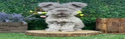 Angora rabbits for sale: 🌟 PUREBRED ENGLISH ANGORAS 🌟 - Advert 5