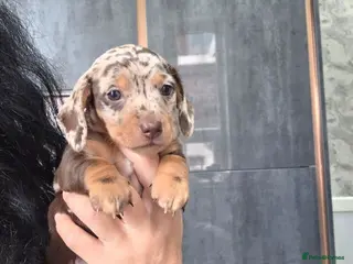 Miniature Dachshund dogs Chocolate dapple miniature Dachshund - Advert 16
