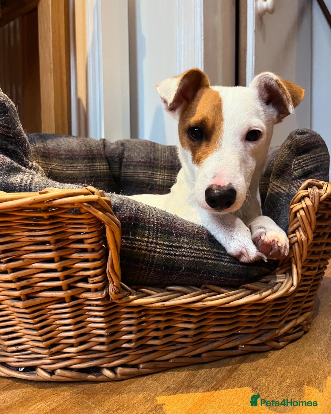 Jack Russell dogs for stud: Beautiful Jack Russell for Stud  - Image 17