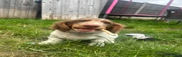 Miniature Dachshund dogs for sale: 1.5 year old male dachshund - Advert 9