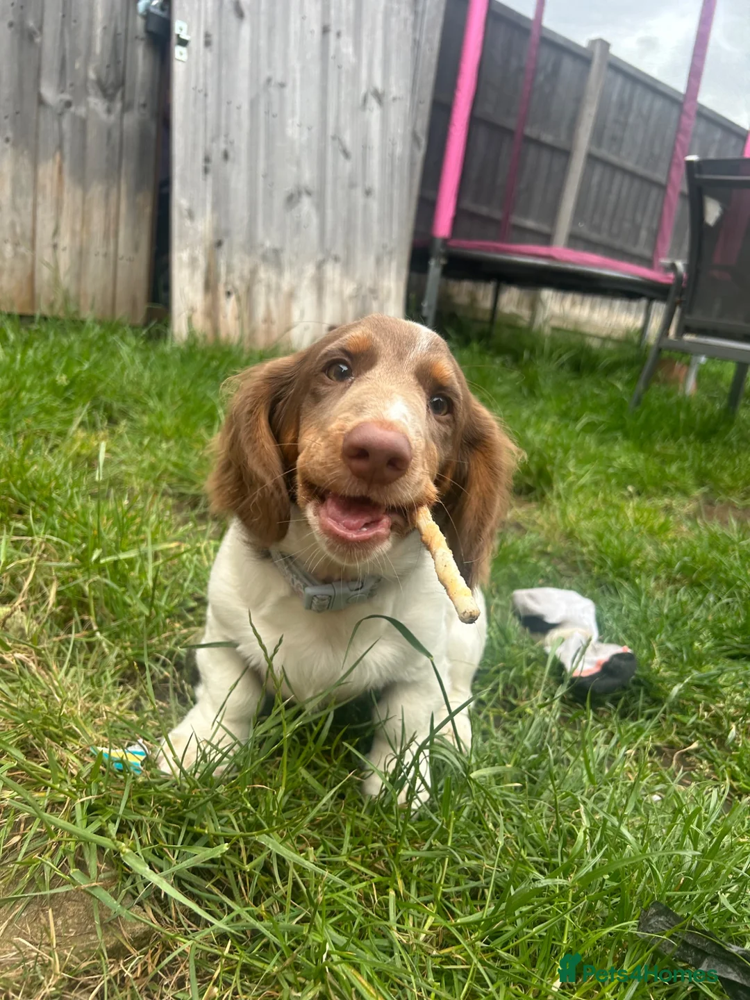 Miniature Dachshund dogs for sale: 1.5 year old male dachshund - Advert 9