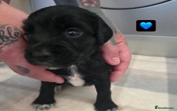 Cocker Spaniel dogs for sale: Cocker Spaniel pups - Image 1
