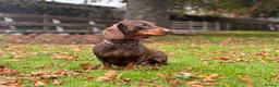 Miniature Dachshund dogs for stud: Chocolate and Tan Miniature Dachshund- Stud - Advert 3