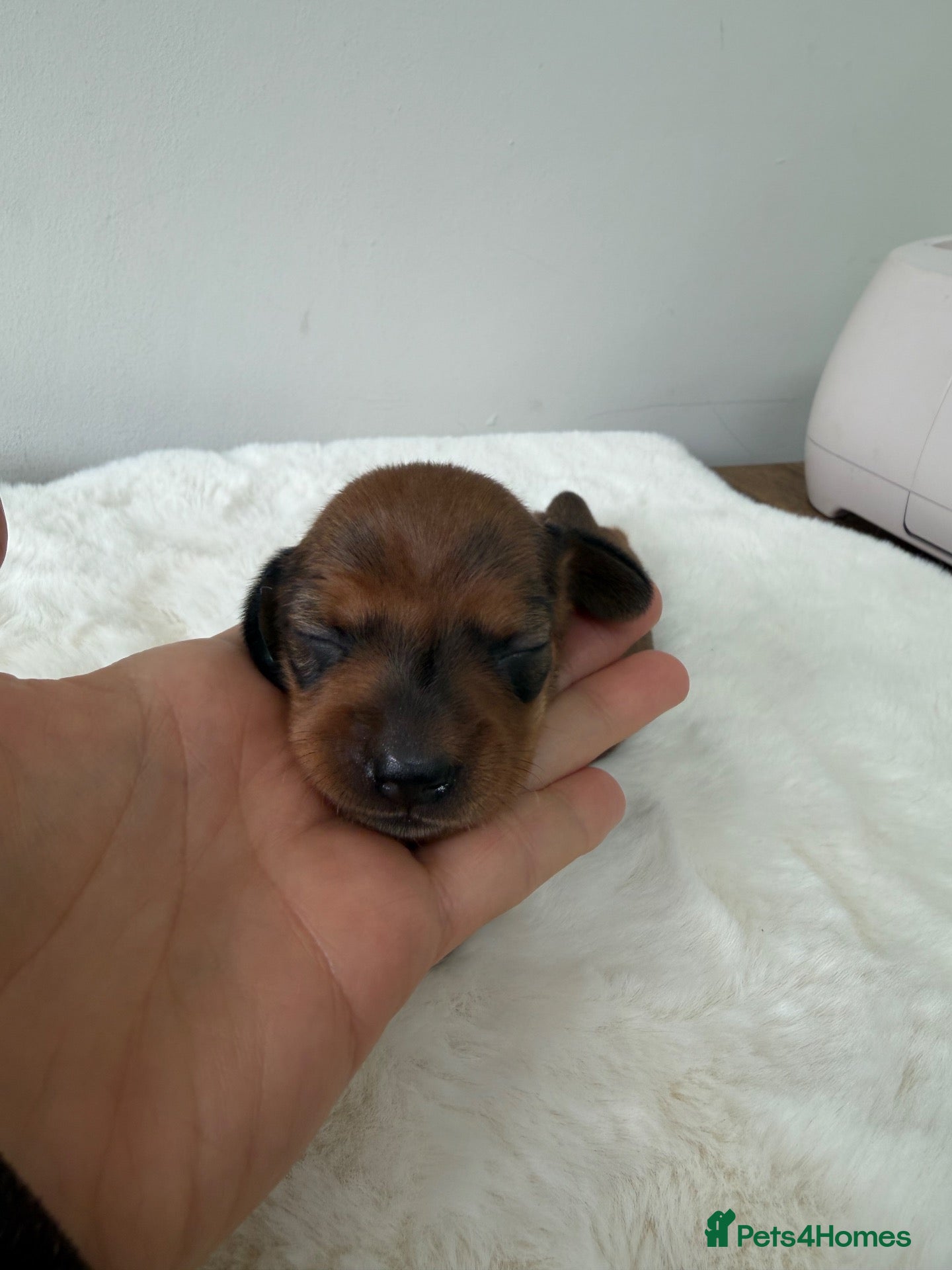 Dachshund dogs dachshund puppies For sale *1 BOY LEFT* - Advert 2