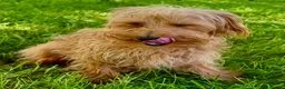 Maltipoo dogs for adoption: 🐾 Nelly – Female Maltipoo 🐾 - Advert 5