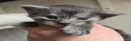 Maine Coon cats for sale: Maine Coon Kittens Russian/European lines - Advert 2