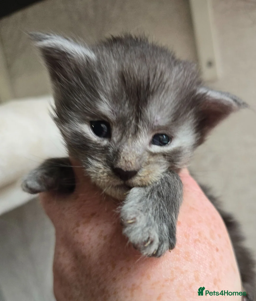 Maine Coon cats for sale: Maine Coon Kittens Russian/European lines - Advert 2
