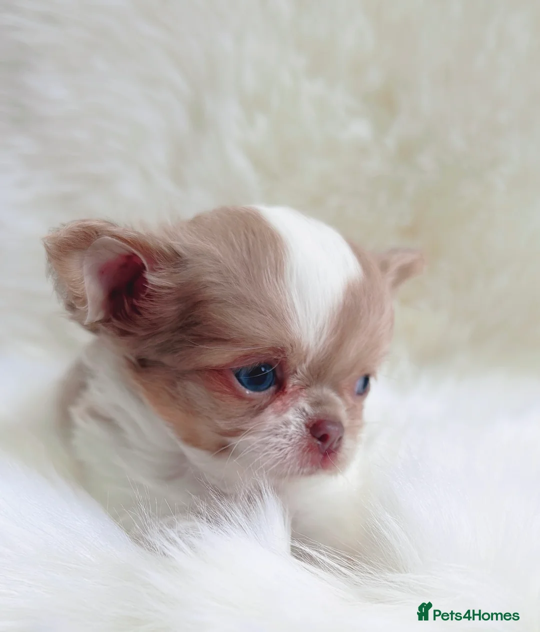 Chihuahua dogs for sale: Beautiful lilac chihuahuas  in Doncaster - Advert 2