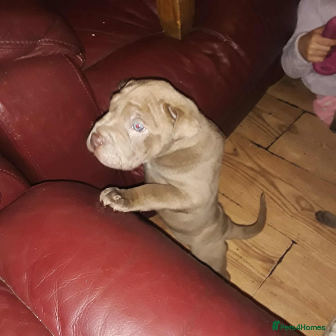 Mixed Breed dogs for sale: Bull-pei puppies - Advert 2