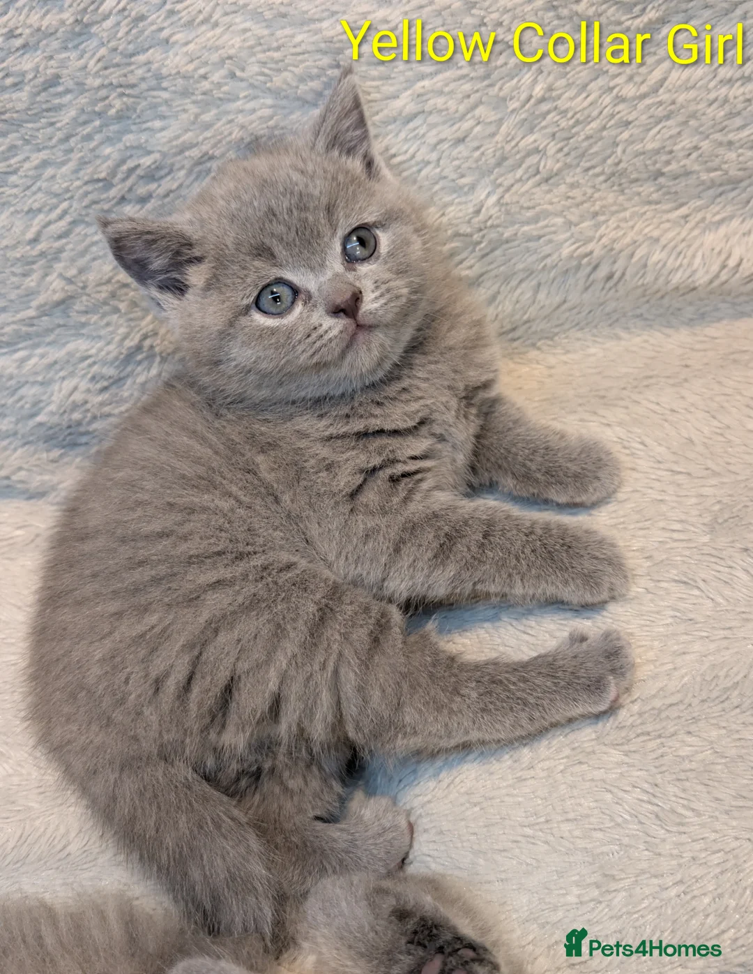 British Shorthair cats for sale: 🐾 Stunning Blue British Longhair & Shorthair  - Advert 17