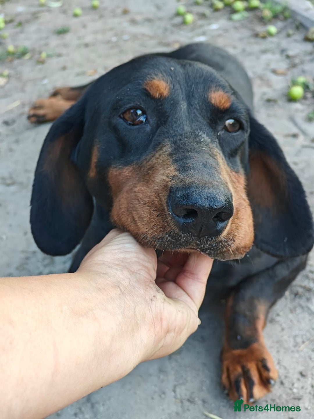 Mixed Breed dogs for adoption: 💖🐶 LEANA 🐶💖 - Image 11