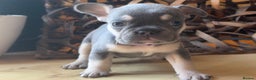 French Bulldog dogs for sale: READY NOW Pedigree New shade Isabella’s and Lilacs - Advert 19
