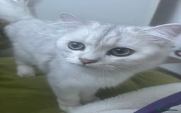 Persian cats for sale: PERSIAN CHINCHILLA - Image 1