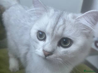 Persian cats - Advert 12
