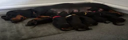 Dachshund dogs for sale: Champion Sired Standard Smooth puppies  - Advert 5