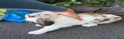 Lionhead rabbits for sale: Two Lovely Lop Rabbits - Advert 3