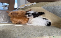 Shih Tzu dogs for sale: Shih tzu puppy’s  - Image 4