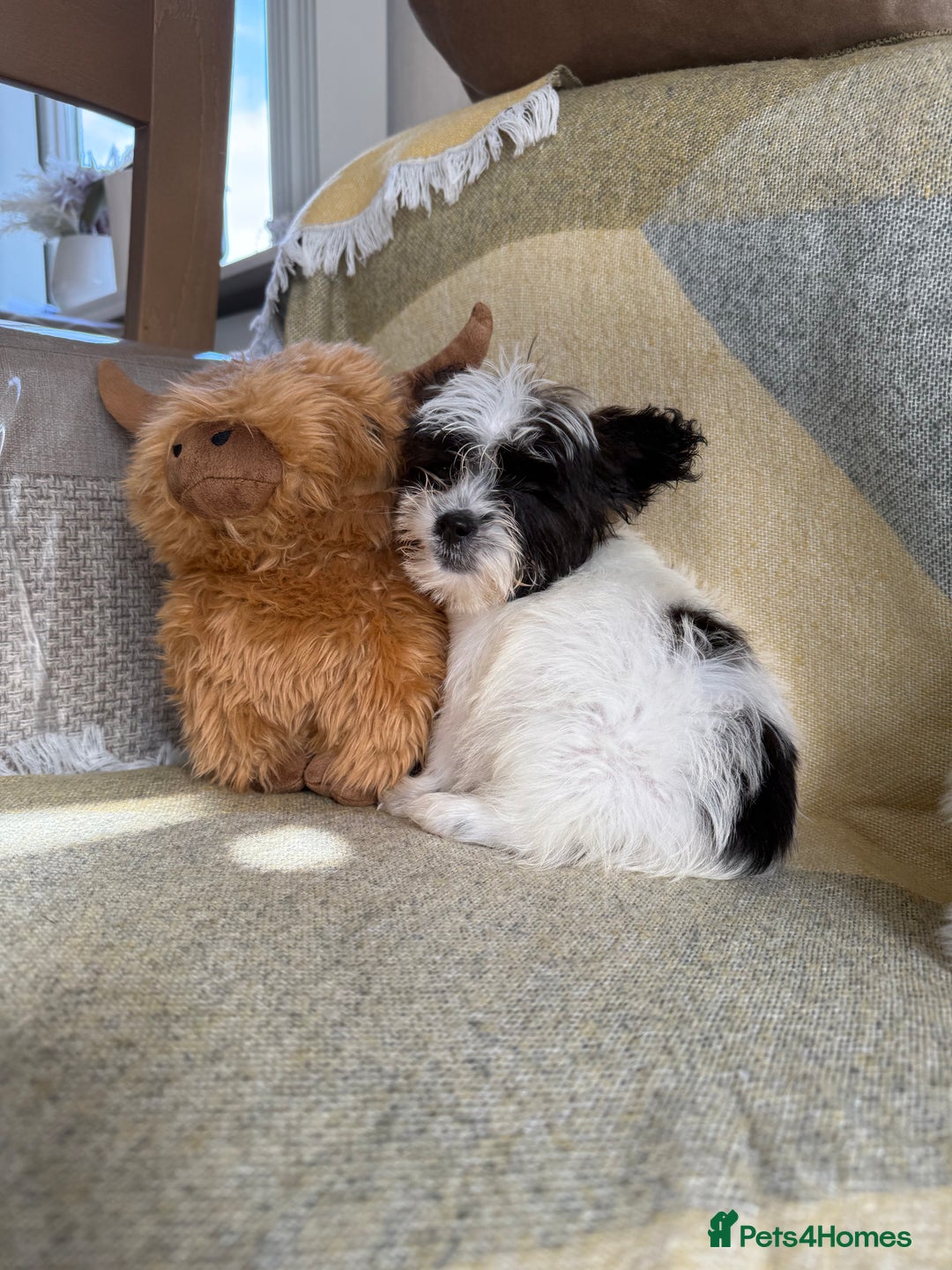 Shih Tzu dogs for sale: Shih tzu puppy’s  - Image 4