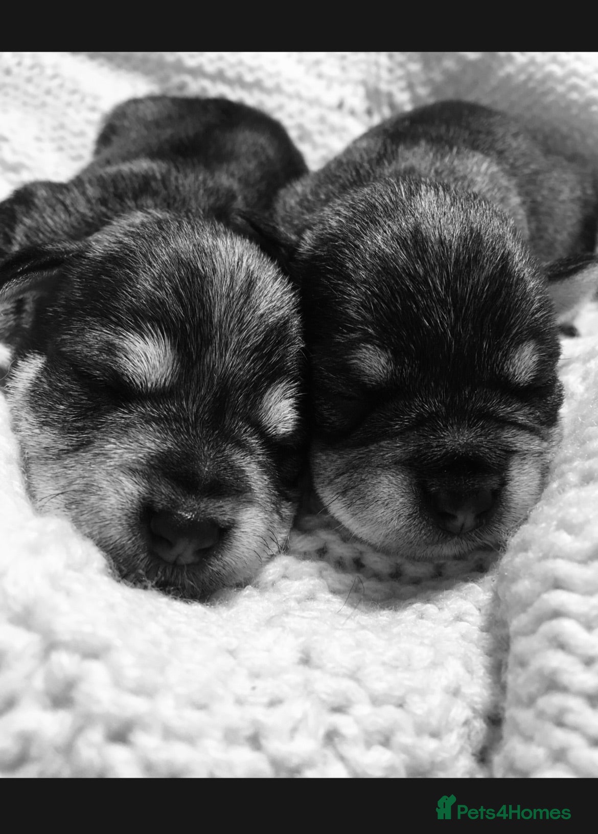 Miniature Schnauzer dogs KC MINIATURE SCHNAUZER PUPPIES  - Advert 1