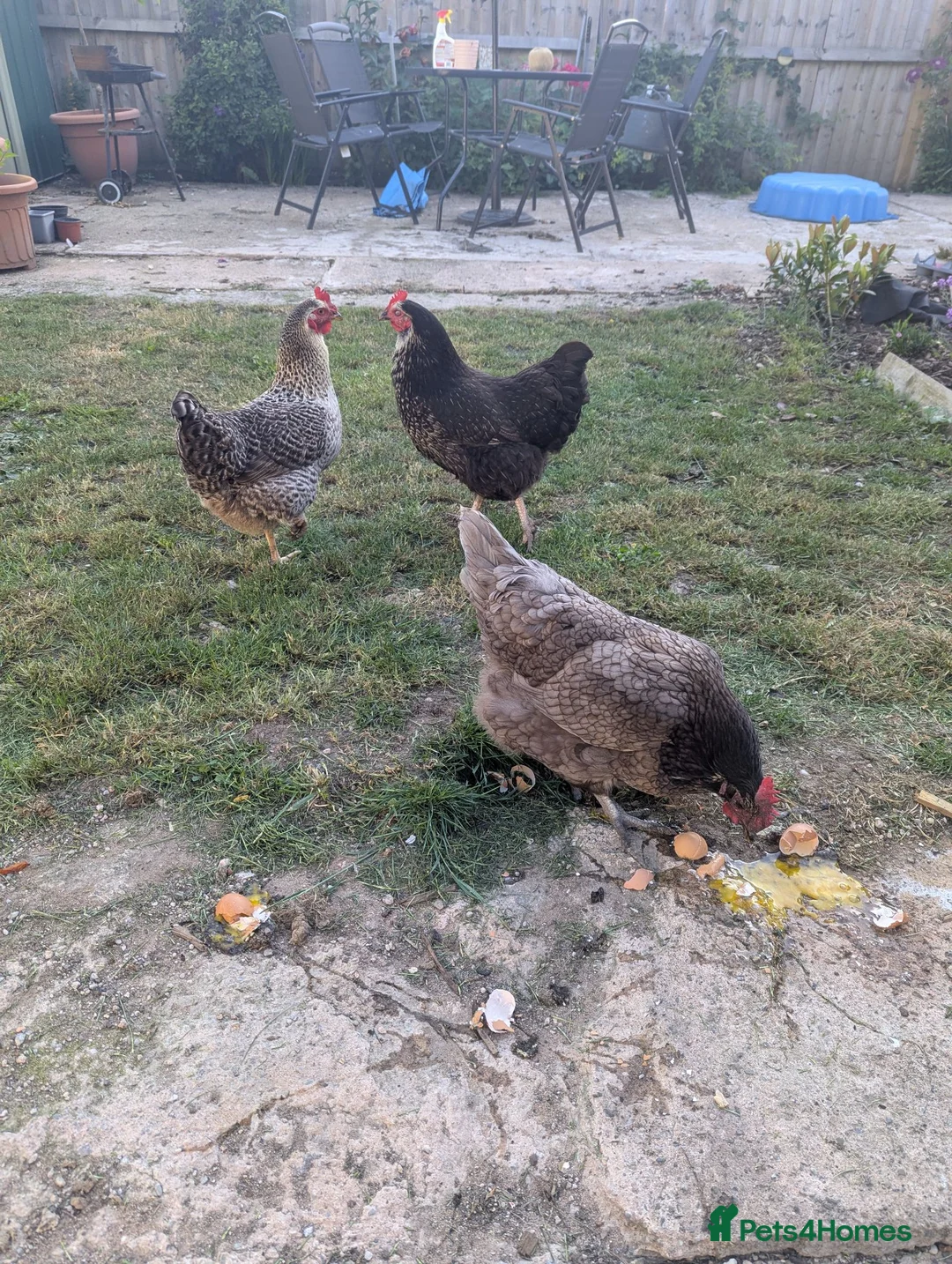 Chickens poultry for sale: 3 x chickens in Deeside - Advert 1