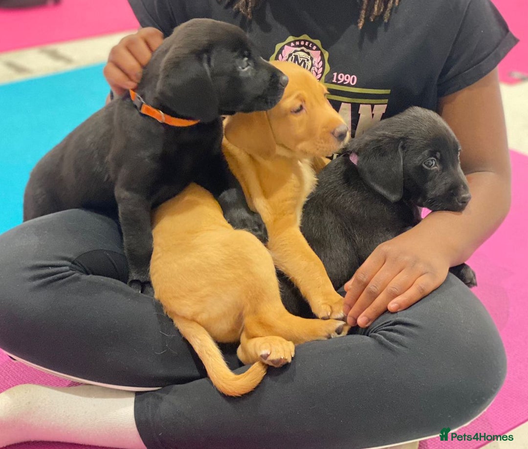 Labrador Retriever dogs for stud: KC Labrador, Health and DNA-Tested, Proven Stud in Cobham - Image 22