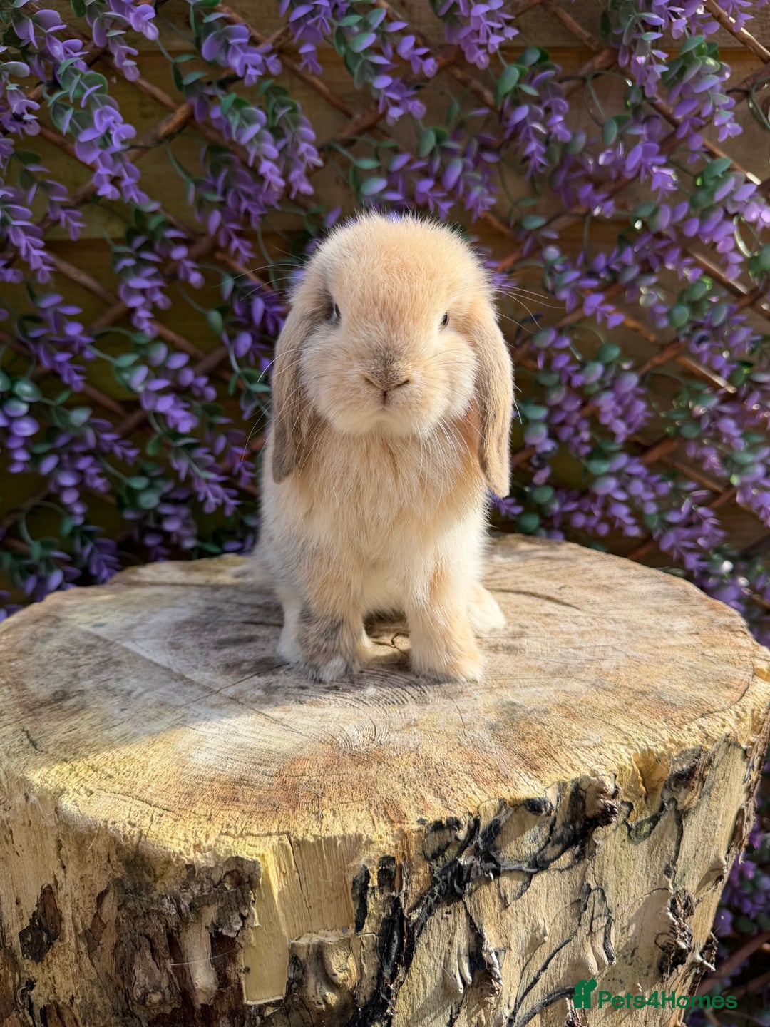 Mini Lop rabbits for sale: Harlequin Mini Lop Buck - Image 3