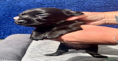 Dachshund dogs - Advert 1