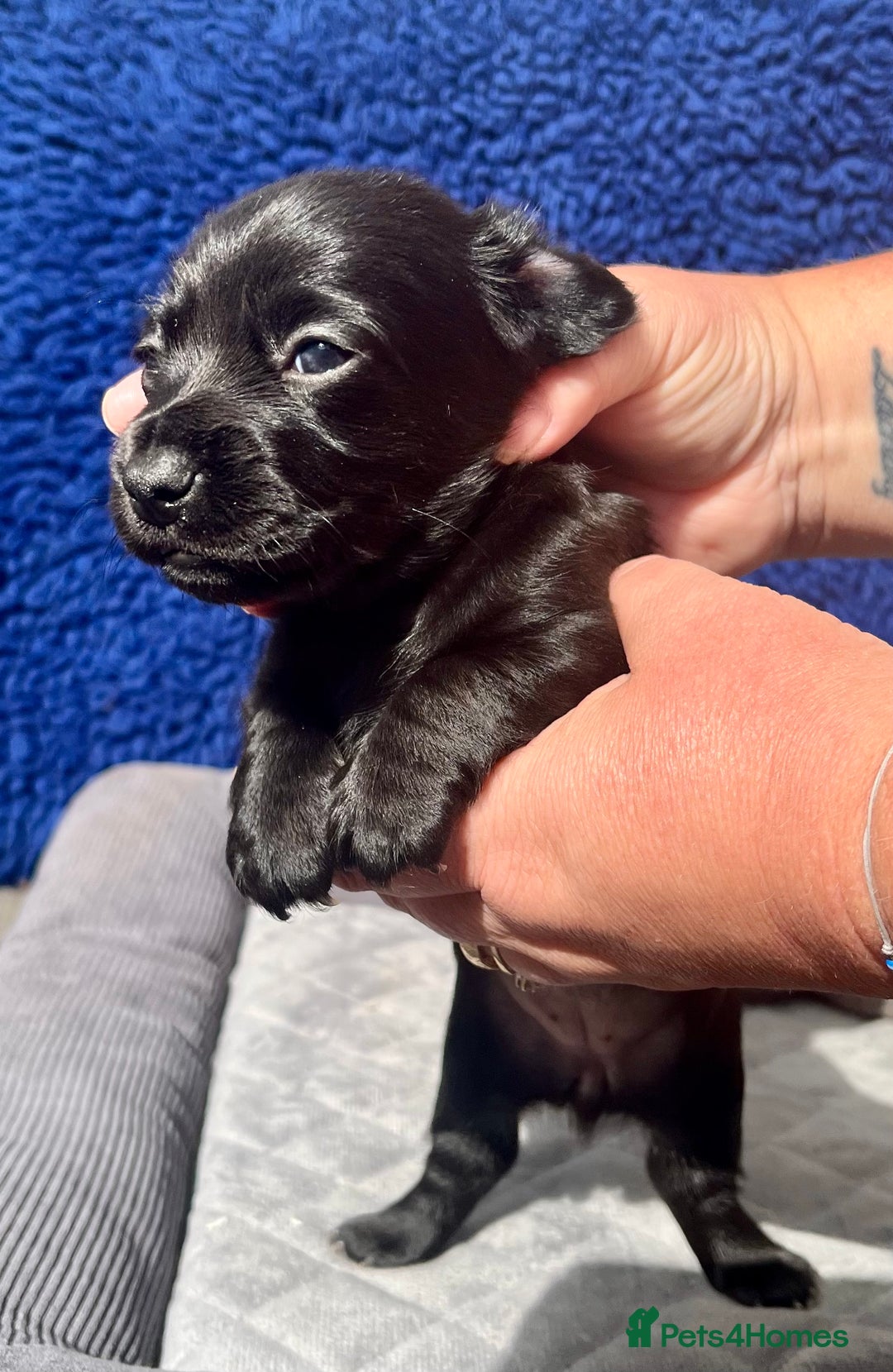 Dachshund dogs for sale: STUNNING MINIATURE KC REG PRA CLR - Image 3