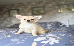 Chihuahua dogs for sale: Chihuahua x Italian volpino (4 puppies left ) 🏆 - Image 26