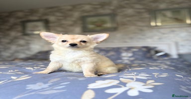 Chihuahua dogs - Advert 6