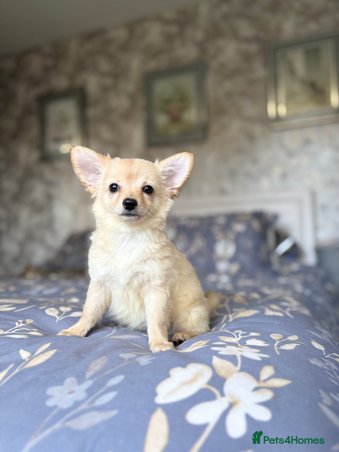 Chihuahua dogs for sale: Chihuahua x Italian volpino (4 puppies left ) 🏆 - Image 26