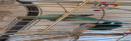 Parrots birds for sale: INDIAN RING NECK PARROT ( MALE ) - Advert 13