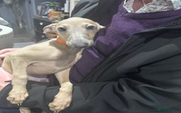 Italian Greyhound dogs for sale: Cream and fawn collection of autumn beauties  - Image 2