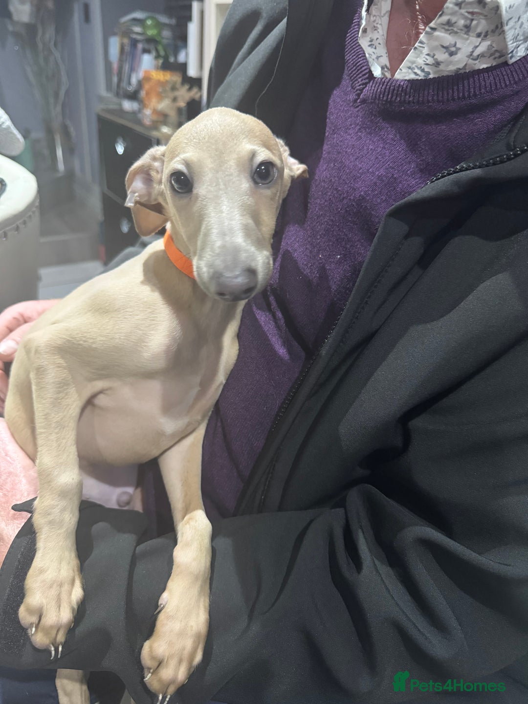 Italian Greyhound dogs for sale: Cream and fawn collection of autumn beauties  - Image 2